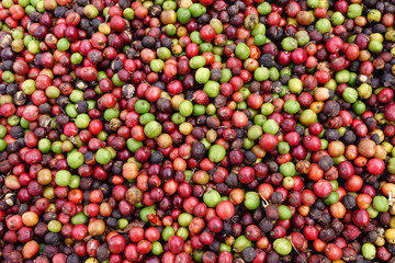 fresh coffee beans before roast.