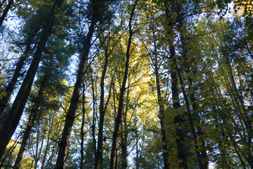 Fototapeta premium looking up