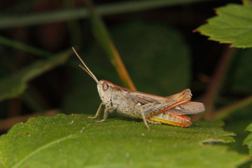 Common field grasshopper (Chorthippus brunneus)