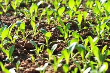 Green choy sum sporout in growth at vegetable garden