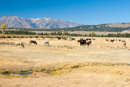 Horses in Wyoming