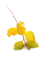 Branch with yellow leaves, isolated on white