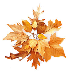 Drift of dry maple leaves, isolated on white