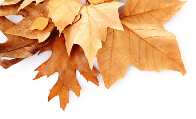 Drift of dry maple leaves on white background, close up