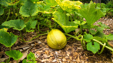 Large yellow squash