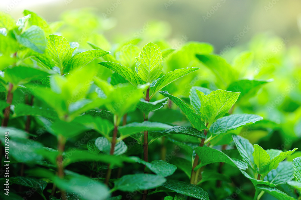 Sticker green mint crops in growth at garden