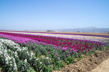 Rows of flowers growing in California