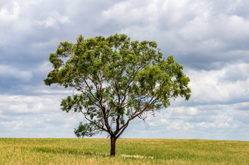 Fototapeta na wymiar Single large tree on a field with copy space