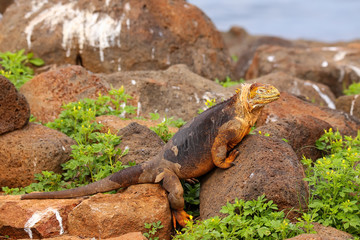 Galapagos Land Iguana on North Seymour island, Galapagos Nationa