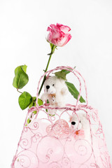  rose and a teddy bear