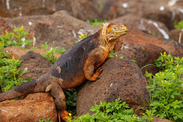 Galapagos Land Iguana on North Seymour island, Galapagos Nationa