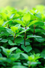 Fototapeta na wymiar green mint crops in growth at garden