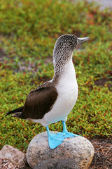 Blue-footed Booby on North Seymour Island, Galapagos National Pa
