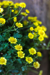 Fototapeta premium Small yellow chrysanthemums.