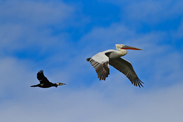 Obraz premium cormorant and dalmatian pelican in flight