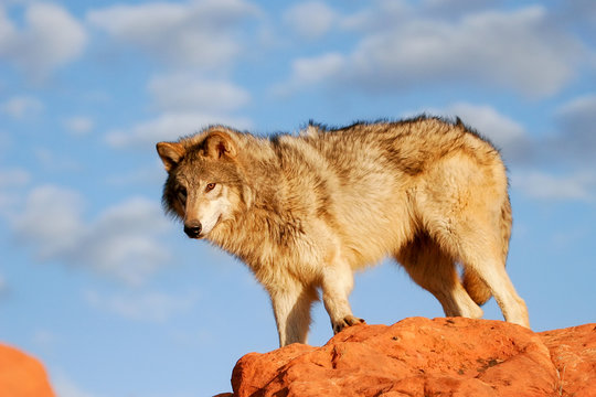 Gray wolf (Canis lupus)