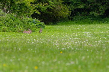 Wild rabbits on a meadow