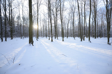 Winter in beech forest