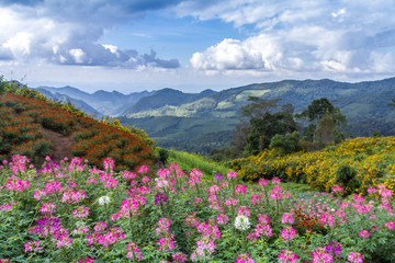 flowers field in a valley © pratan28