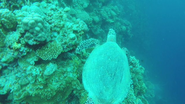 Sea turtle swimming by coral reef.Diving and snorkeling in the tropical sea.Travel concept,Adventure concept.4K video,ultra HD.
