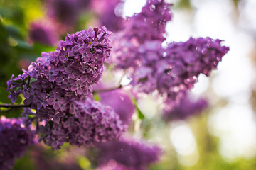 Obraz premium Green branch with spring lilac flowers