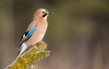 Jay bird (Garrulus glandarius) in morning sun