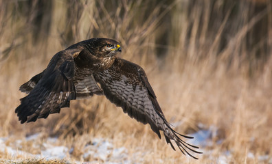 Common buzzard (Buteo buteo)