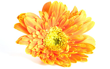 Gerbera flower isolated on white background