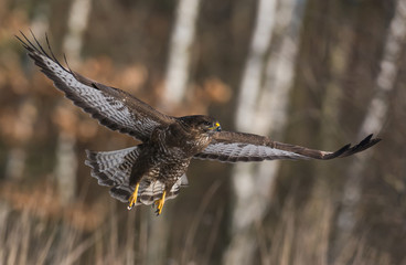 Common buzzard (Buteo buteo)