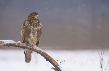 Common buzzard (Buteo buteo)