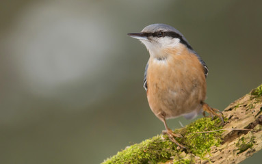 Nuthatch (Sitta europaea)