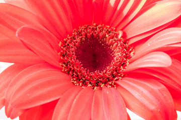 closeup red flower background