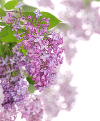 light lilac large inflorescences composition