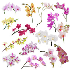set of fifteen orchid flowers branches isolated on white