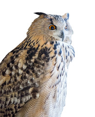 big eagle-owl on white