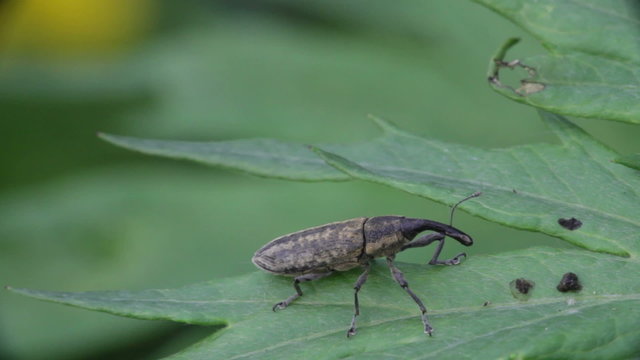 Weevil beetle on a green leaf