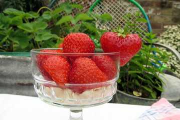 A bowl of strawberries and cream in front of a tub of strawberry plants and a mint plant  with...