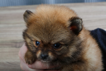 Pomeranian spitz