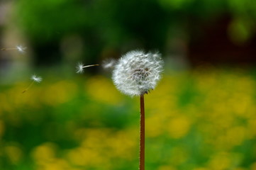 dandelion seeds flying in the wind on a green background