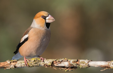 Hawfinch