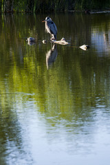 Large Heron Perched on a Rock in a Marsh