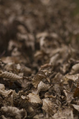 dry autumn winter leaves on beech hedge. artistic limited focus and blur.  - 101184186