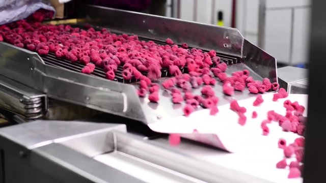 Frozen raspberries are spilling on trembling belt for futher process at cold store