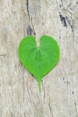 fresh green heart leaves on wood floor
