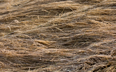 lying dry grass in spring