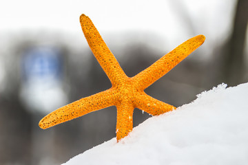 starfish in the snow