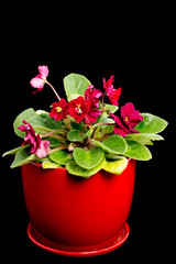 Beautiful violet flowers in ceramic pot.