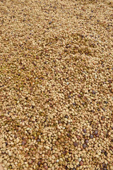 Coffee beans dried in the sun, Coffee beans raked out for drying prior to roasting