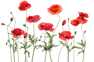 Obraz premium red poppies isolated on white background