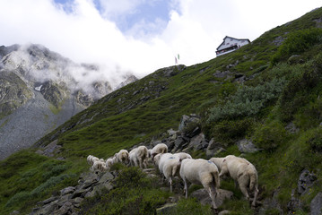 Sheep Cattle Drive Alps Tirol Austria